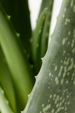 closeup view of aloe vera leaves isolated on white blurred backgroundの写真素材
