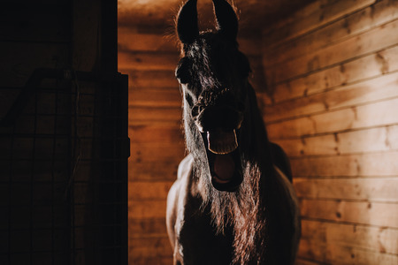 selective focus of horse showing teeth in standing stall at zooの写真素材