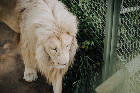 close up view of beautiful african white lion at zooの写真素材