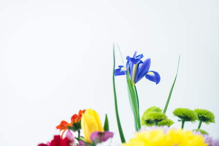 close-up view of beautiful blooming flowers isolated on greyの写真素材