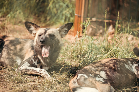 close up view of hyaenas resting on ground at zooの写真素材