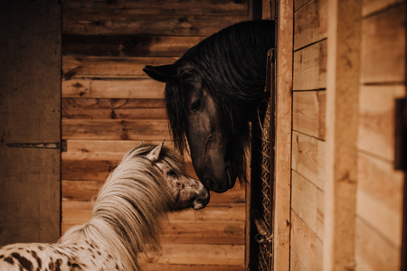 selective focus of beautiful horse and pony in standing stall at zooの写真素材