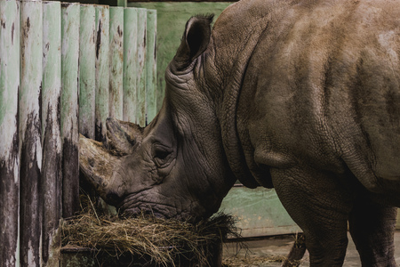 close up view of safari rhino eating meal at zooの写真素材