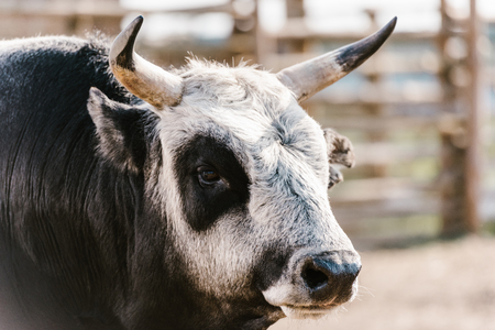 close up view of domesticated bull at zooの写真素材