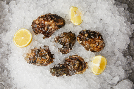 Large oysters served with lemons on iceの写真素材