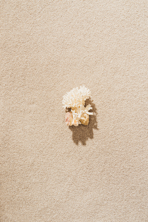 top view of coral lying on sandy beachの写真素材