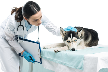 young female veterinarian examining husky isolated on white backgroundの写真素材