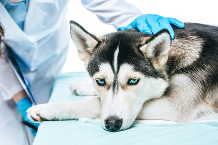 cropped image of female veterinarian examining husky isolated on white backgroundの写真素材