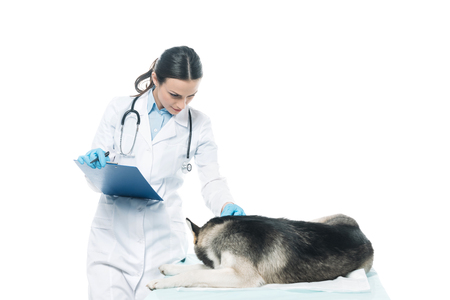 female veterinarian with clipboard examining husky isolated on white backgroundの写真素材