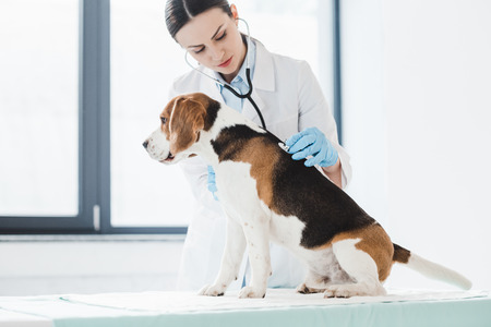 female veterinarian examining beagle by stethoscope in clinic