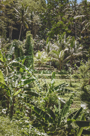 scenic view of plantations, various trees and plants with green foliage, Bali, Indonesiaの写真素材