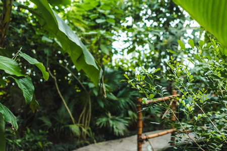 tropical rainforest greenhouse with various plants and road