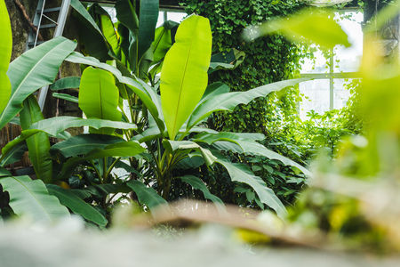 beautiful tropical rainforest greenhouse with various plants and window on backgroundの写真素材