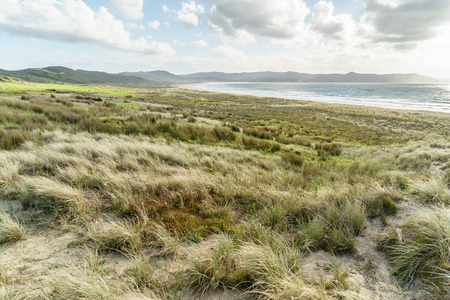 beautiful grass field on seashore on sunny evening, Rarawa beach, New Zealandの写真素材