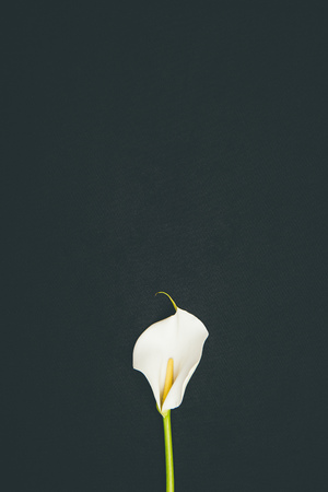 Tender blooming calla flower isolated on blackの写真素材