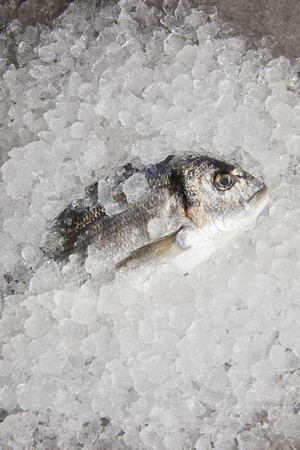 top view of raw gilt-head bream incrushed iceの写真素材