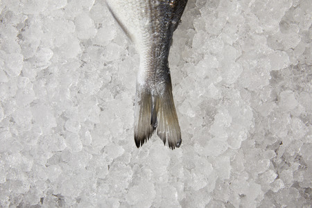 top view of raw fish tail on crushed iceの写真素材