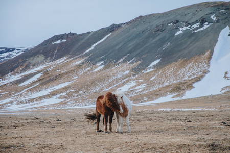 amazing icelandic horses on pasture with snow-covered hills behind, snaefellsnes, icelandの写真素材