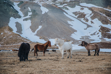 beautiful icelandic horses grazing on pasture near snow-covered mountain, snaefellsnes, icelandの写真素材