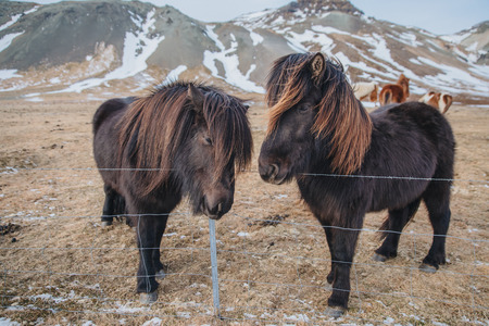beautiful black horses standing near fence on pasture, iceland, snaefellsnesの写真素材