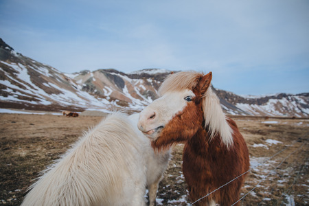 amazing brown and white icelandic horses near fence on pasture, snaefellsnes, icelandの写真素材