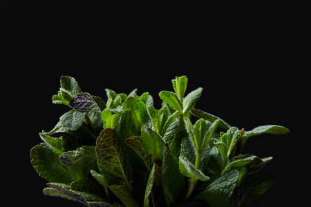 closeup shot of mint leaves isolated on black backgroundの写真素材