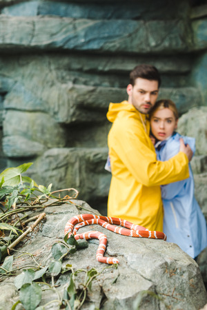 young couple in raincoats terrified of snake lying on rockの写真素材