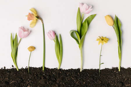 flat lay with various beautiful flowers in ground isolated on whiteの写真素材