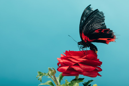 close up view of beautiful butterfly on red rose isolated on blue