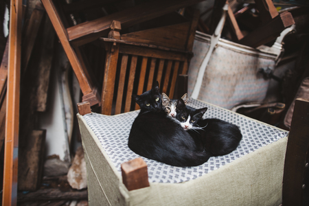 three cute cats lying on armchair in Istanbul, Turkeyの写真素材