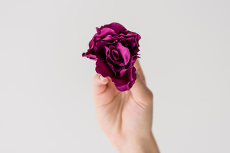 close-up partial view of hand holding beautiful purple flower isolated on greyの写真素材