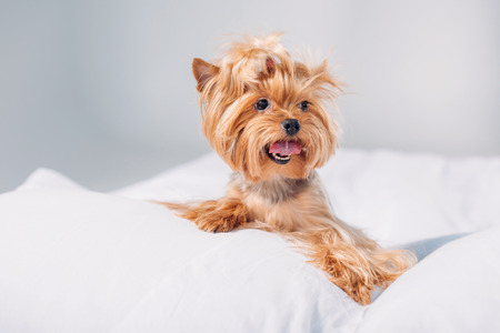 close up view of cute little yorkshire terrier lying on bed isolated on greyの写真素材