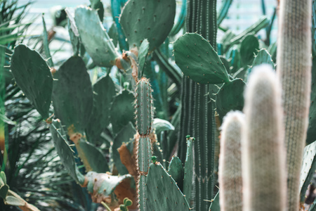 close up of green cactuses in tropical garden in summerの写真素材