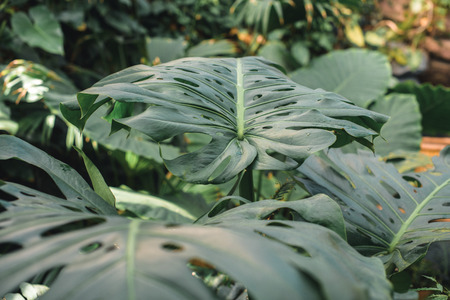 close up of green monstera leaves in jungleの写真素材