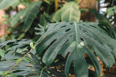 close up of green monstera leaves in tropical gardenの写真素材
