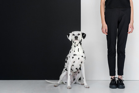 cropped image of stylish woman in black clothes standing near black and white wall with dalmatian dogの写真素材