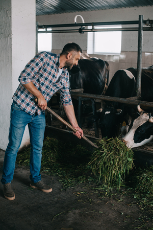 smiling middle aged farmer feeding cows with grassの写真素材