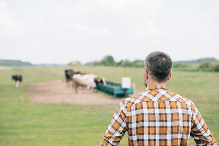 back view of farmer in checkered shirt standing and looking at fieldの写真素材