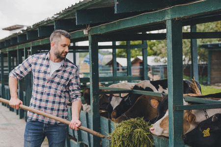 middle aged farmer in checkered shirt feeding cows with grass at ranchの写真素材