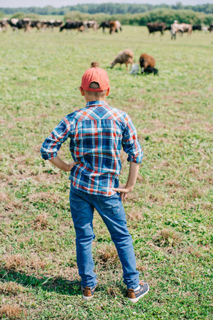rear view of boy in checkered shirt standing and looking at cows grazing in fieldの写真素材