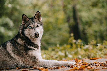 siberian husky dog lying in autumn parkの写真素材