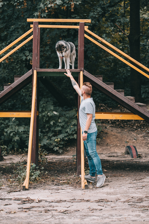 cynologist training with siberian husky dog on stairs obstacleの写真素材