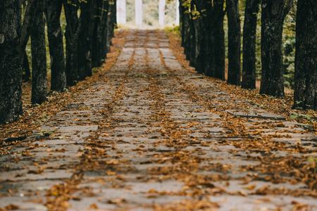 view of empty autumn park with brown foliage on pathの写真素材