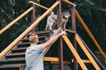 cynologist pointing to siberian husky dog on stairs obstacleの写真素材