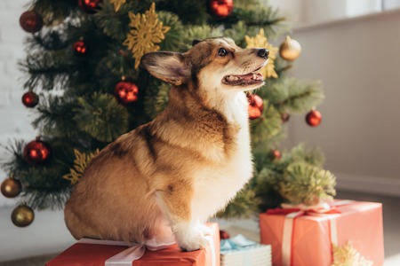 cute furry dog sitting on gift box near christmas treeの写真素材
