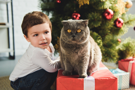 cute boy with scottish fold cat on gift box near christmas treeの写真素材