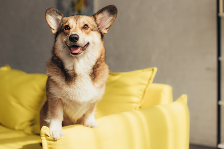 furry welsh corgi dog on yellow sofaの写真素材