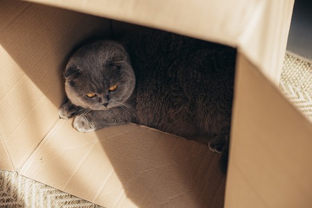 cute grey scottish fold cat in cardboard box at homeの写真素材