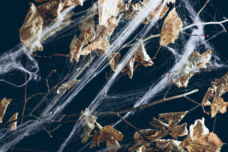 dry branch with leaves in spider web in darkness, halloween textureの写真素材
