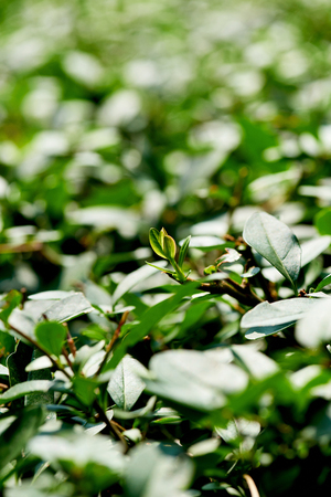 close up view of bushes with green foliage as backgroundの写真素材